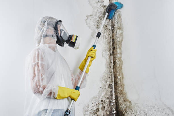 Best Mold Remediation for Specific Building Types in Franklin Farm, VA