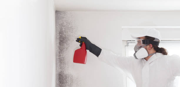 Best White Mold Remediation in Franklin Farm, VA