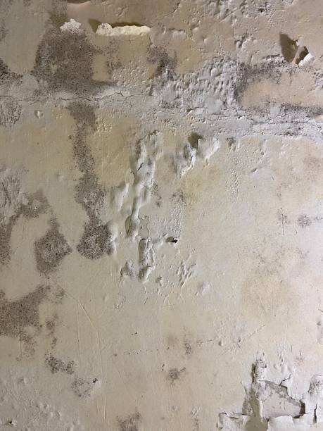 Best Crawl Space Mold Remediation in Franklin Farm, VA