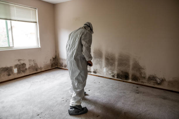 Best Emergency Mold Remediation in Franklin Farm, VA