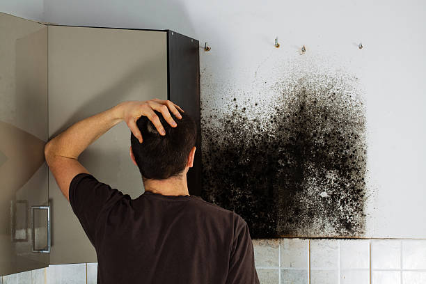 Best Basement Mold Remediation in Franklin Farm, VA