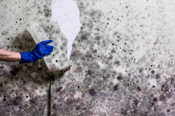  Franklin Farm, VA Mold Removal Pros